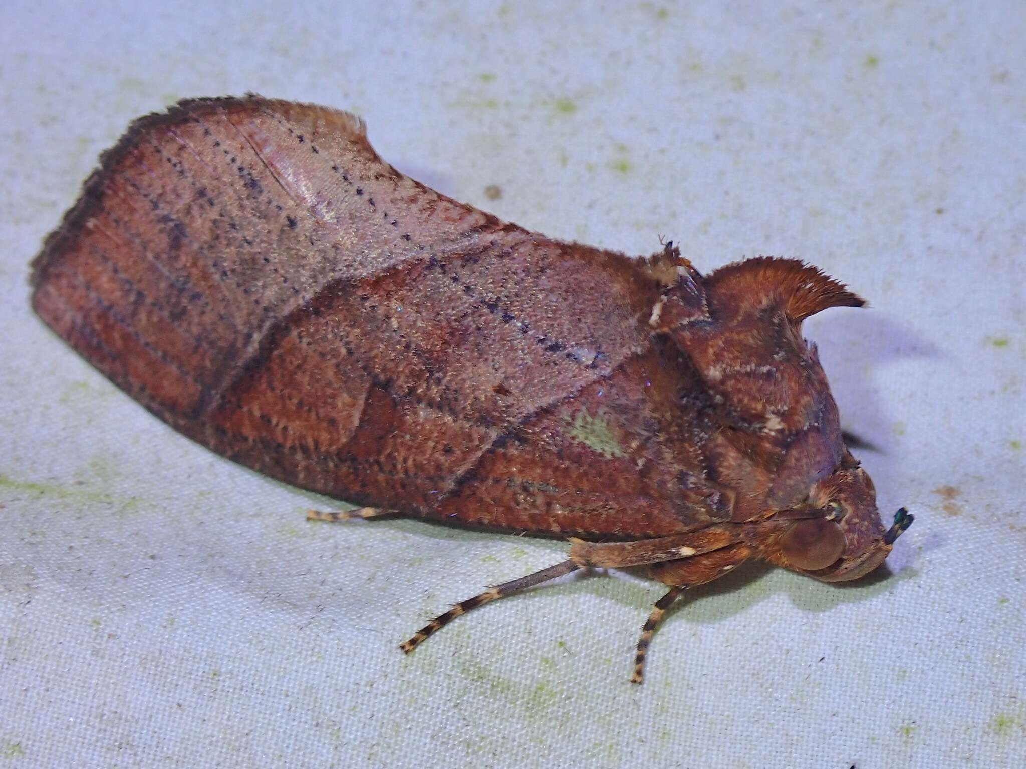 Image of <i>Eudocima srivijayana</i>