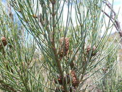 Image of Allocasuarina striata (Macklin) L. A. S. Johnson