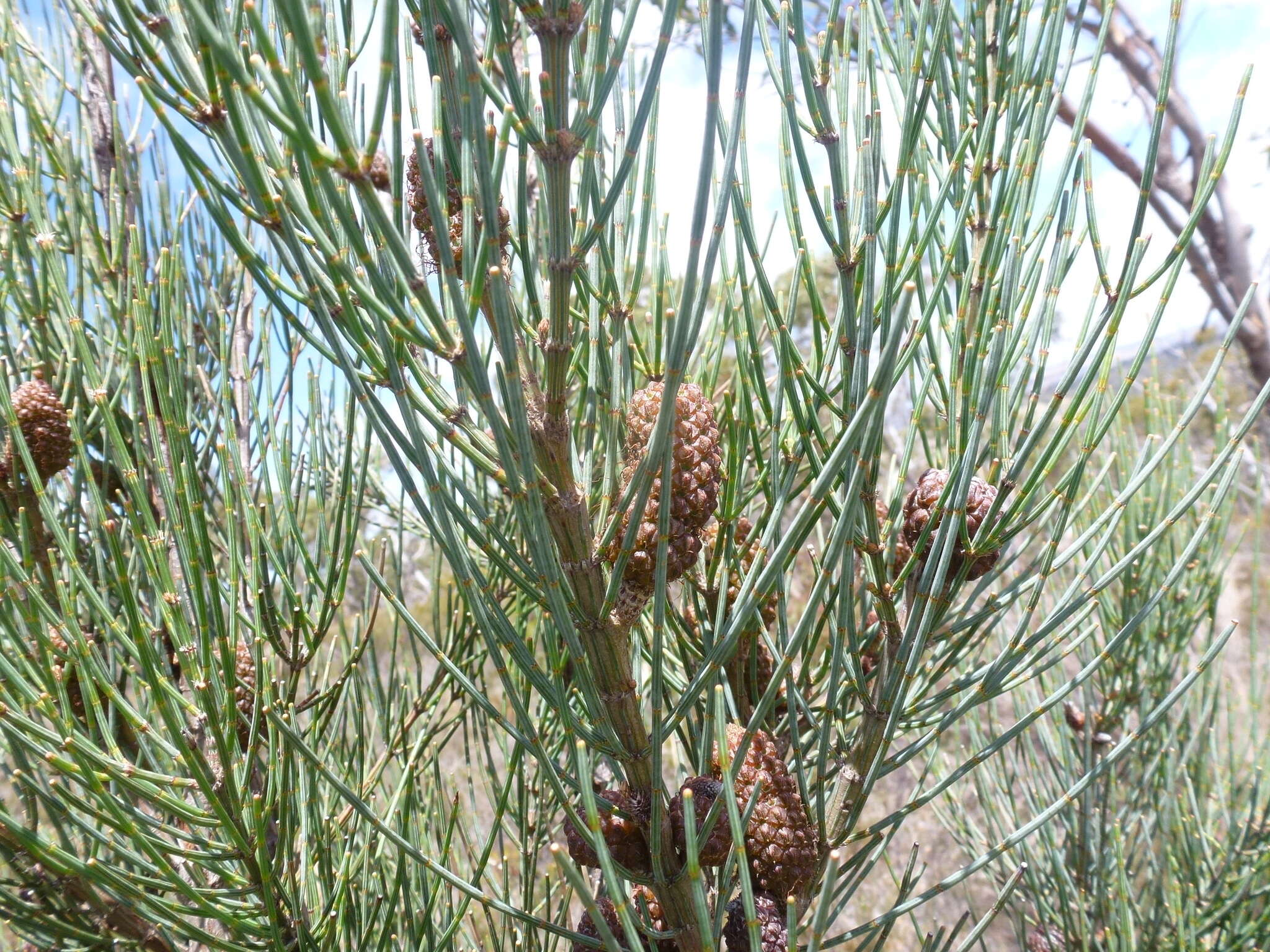 Imagem de Allocasuarina striata (Macklin) L. A. S. Johnson