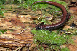 Image of Terrestrial splayfoot salamander