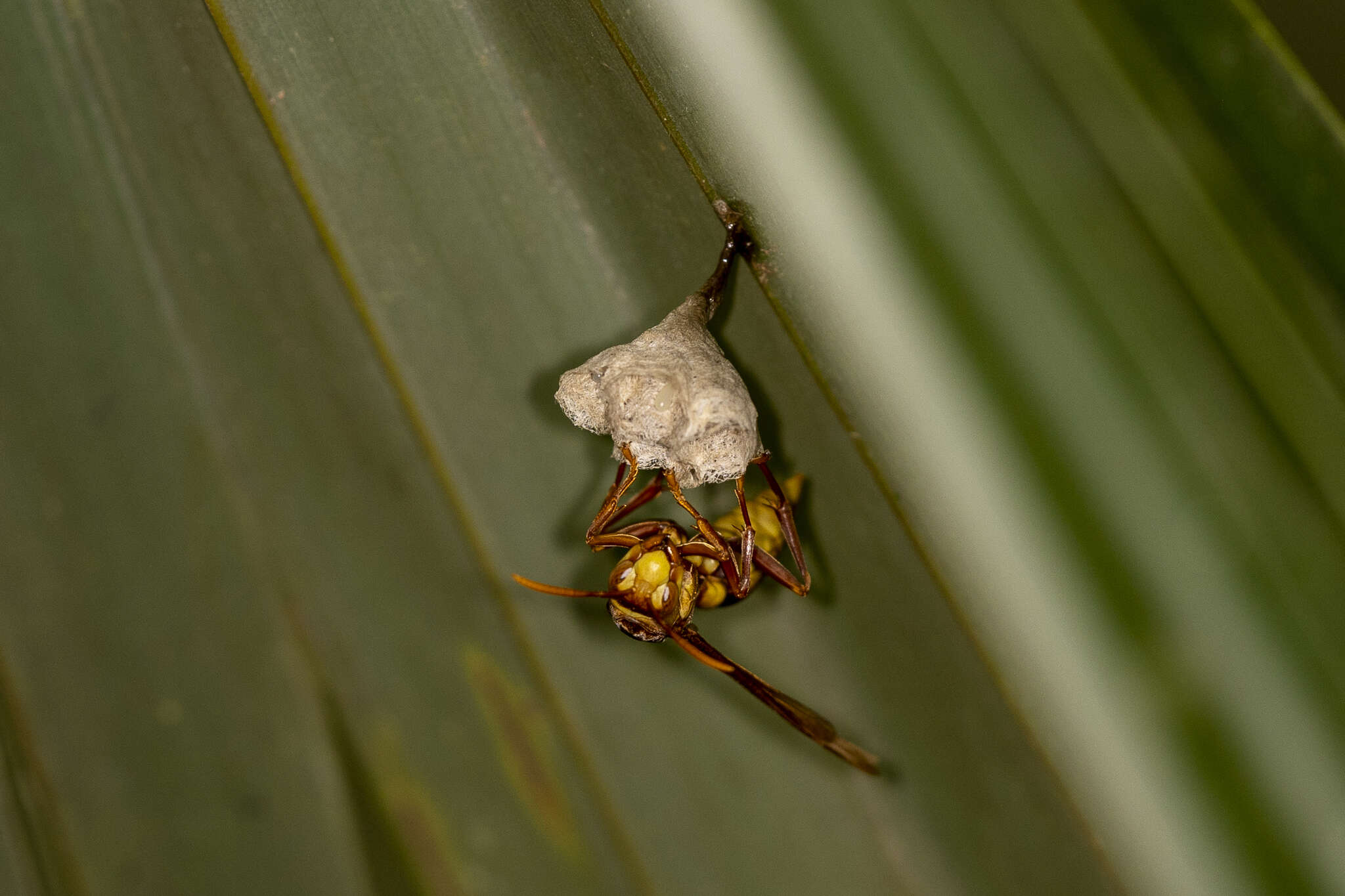 Image of <i>Polistes <i>carnifex</i></i> carnifex