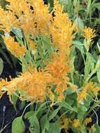 Imagem de <i>Celosia argentea</i> var. <i>plumosa</i>