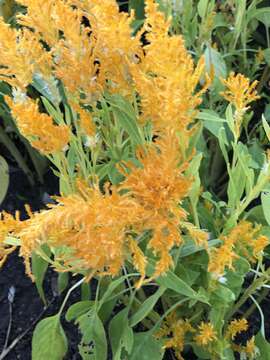 Image of <i>Celosia argentea</i> var. <i>plumosa</i>