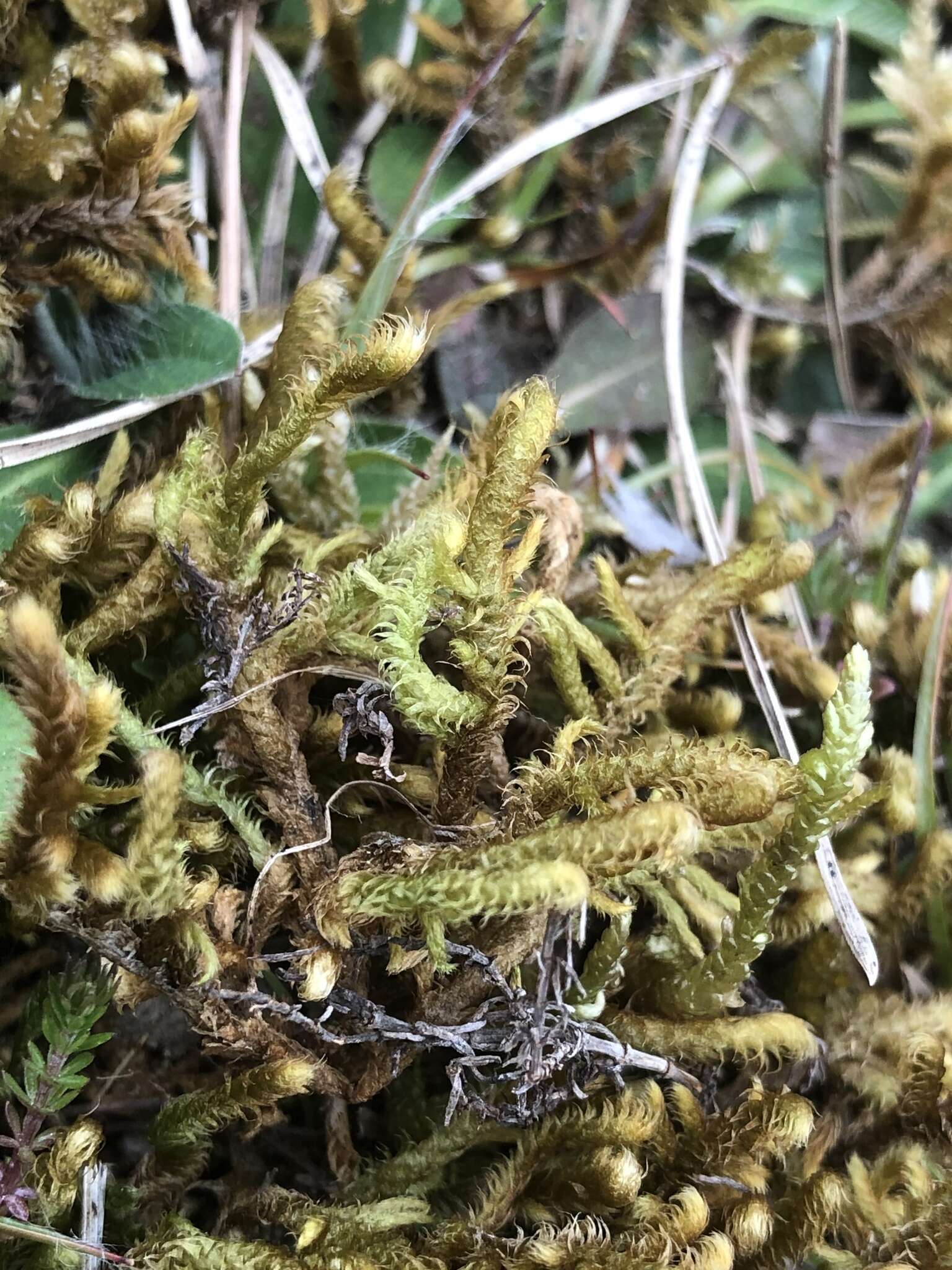 Image of Golden Tundra-moss