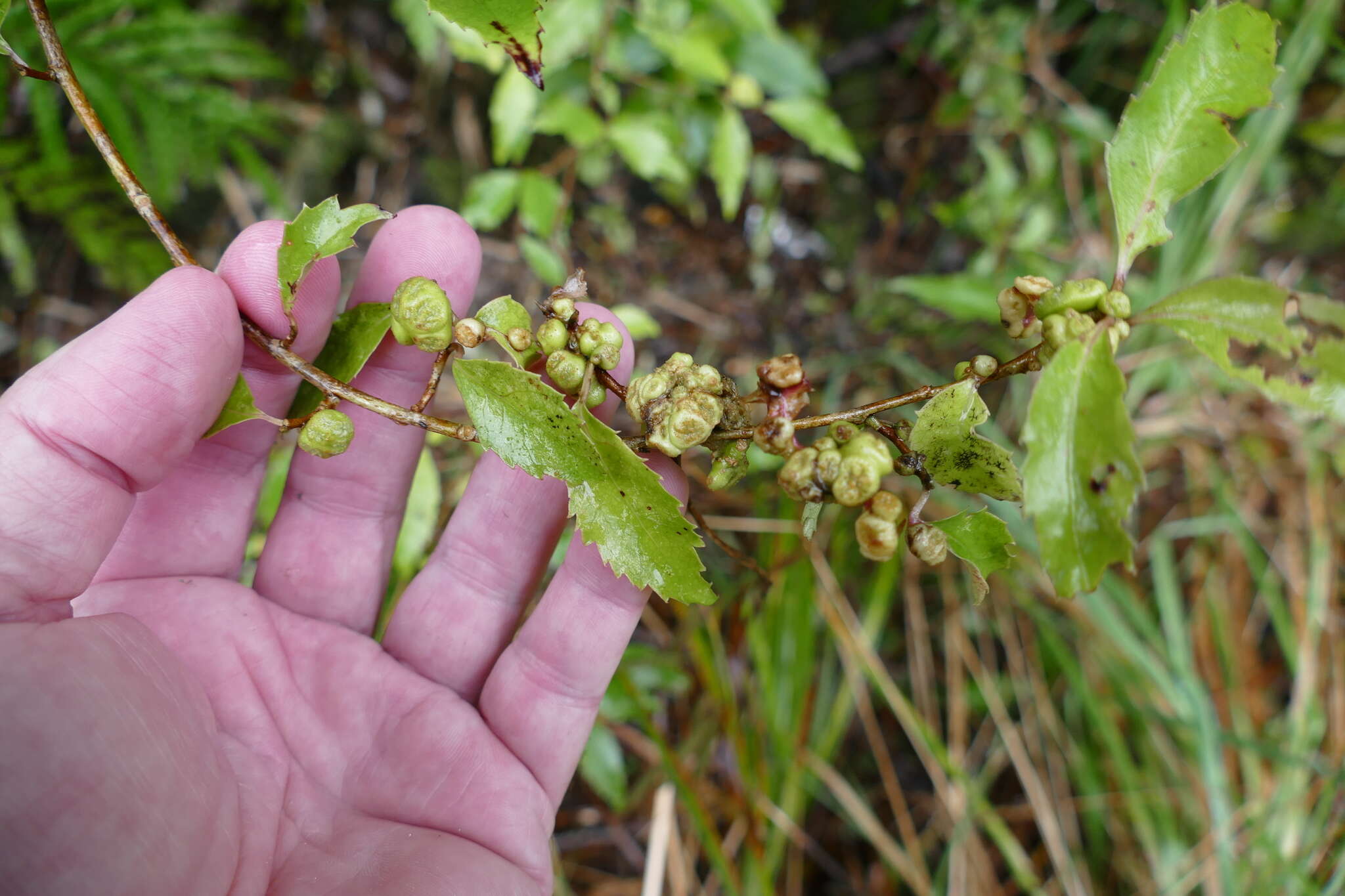 Image of Hoheria sexstylosa var. ovata (Simpson & Thomson) Allan