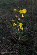 Imagem de Oenothera glazioviana M. Micheli