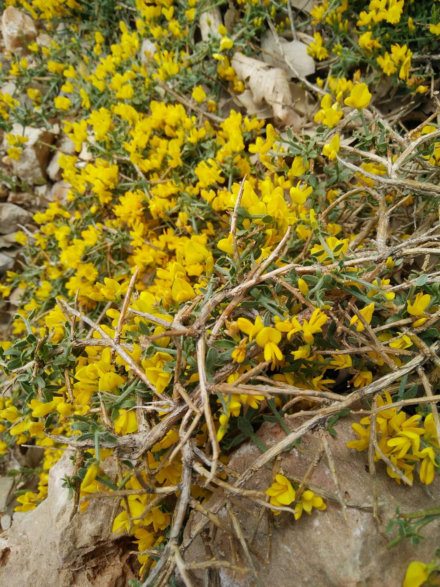 Imagem de Genista libanotica Boiss.