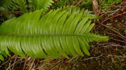 Austroblechnum durum (T. Moore) Gasper & V. A. O. Dittrich的圖片