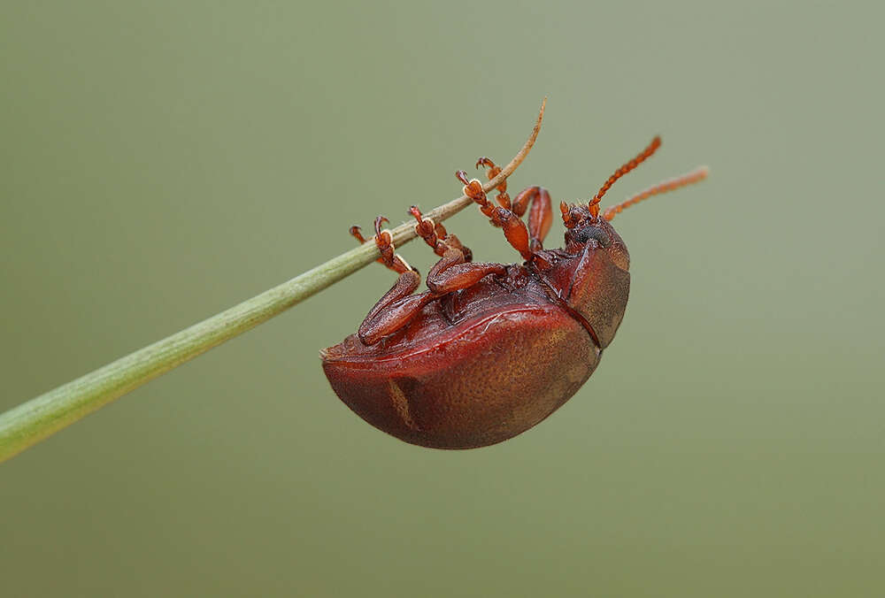 Image of Brown mint leaf beetle