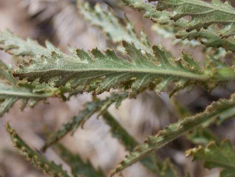 Image of Malesherbia paniculata D. Don