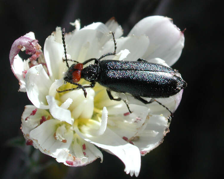 Image of New Mexico plumeseed