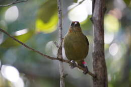 Image of Mauritius Fody