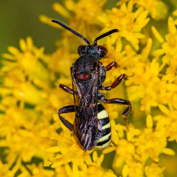 Image of Nomada vicina Cresson 1863