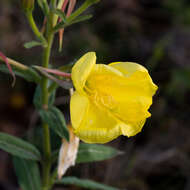 Imagem de Oenothera glazioviana M. Micheli