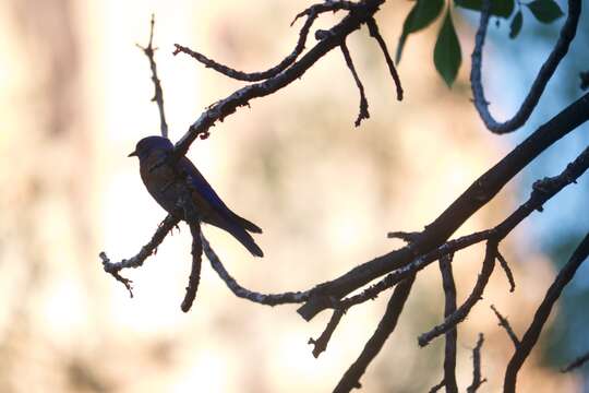 Image of Western Bluebird