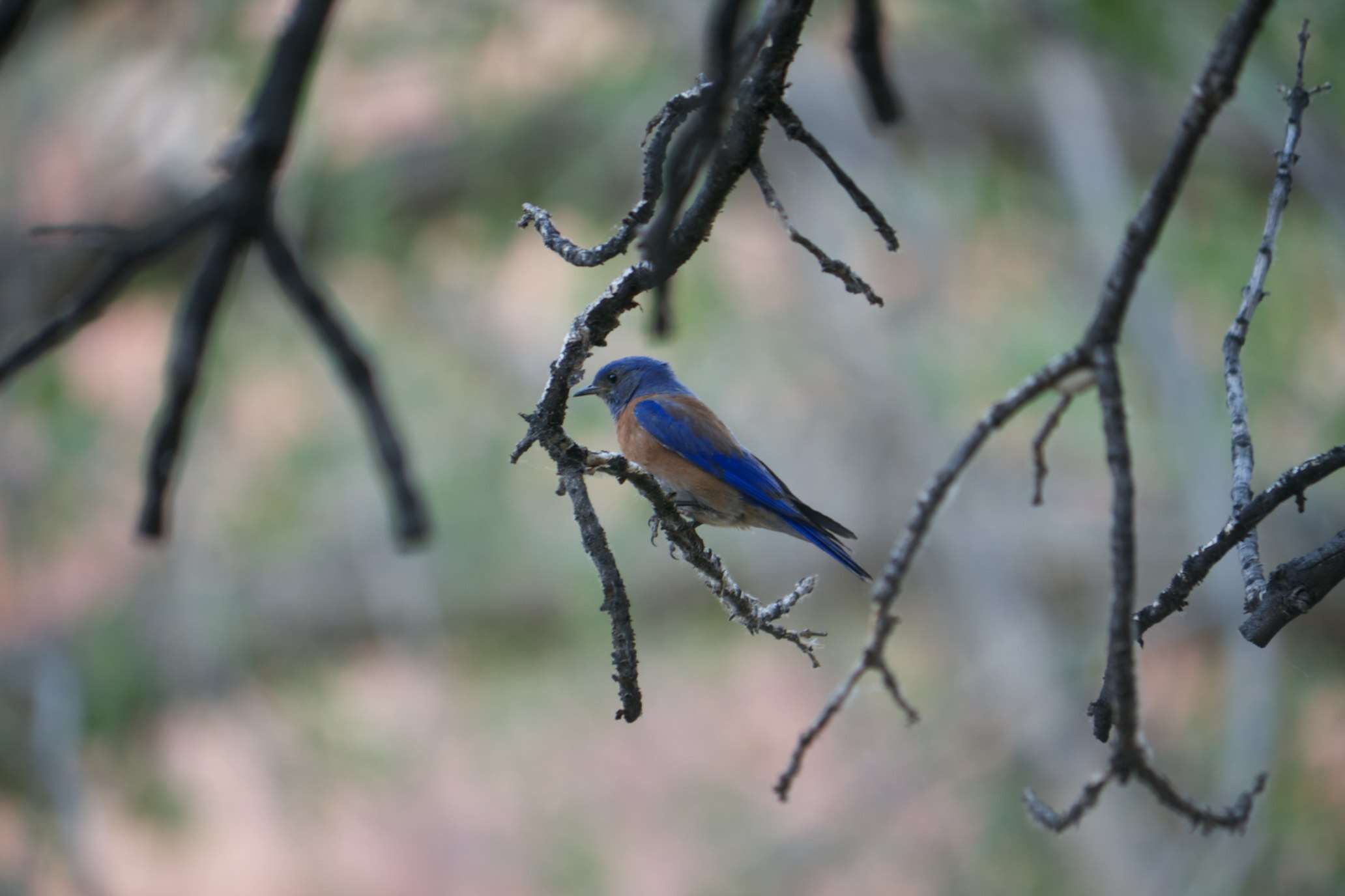 Image of Western Bluebird