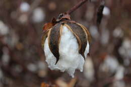 Image of upland cotton