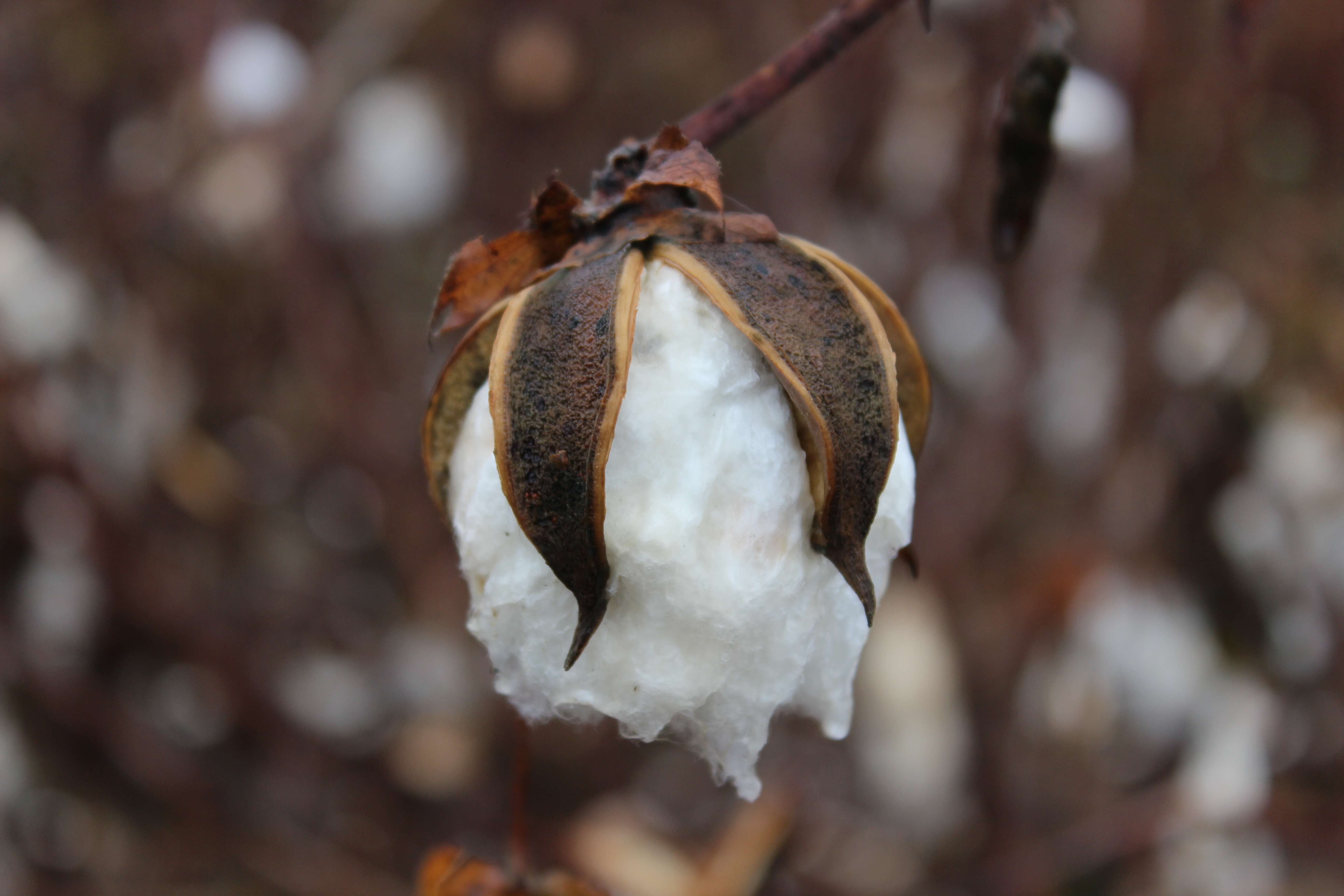 Image of upland cotton