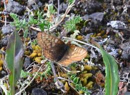 Image of Dingy Fritillary