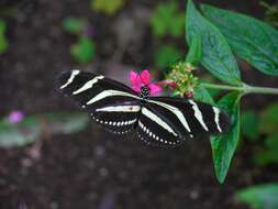 Image of Zebra Longwing