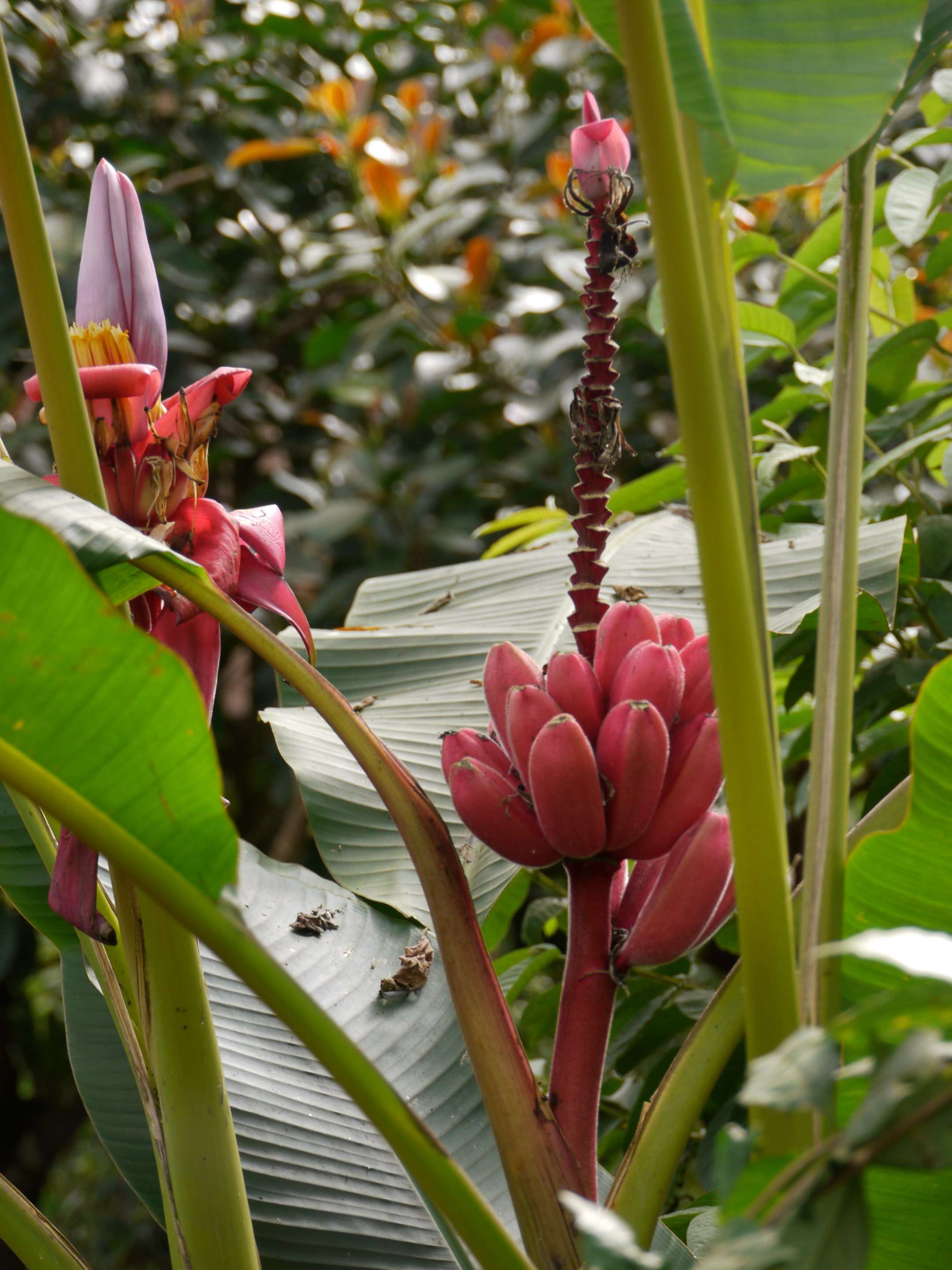 Image of hairy banana