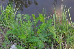 Image of licorice milkvetch