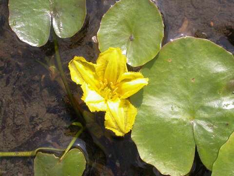 Image of yellow floatingheart