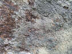 Image of fuscidea lichen