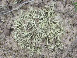 Imagem de Cladonia labradorica Ahti & Brodo