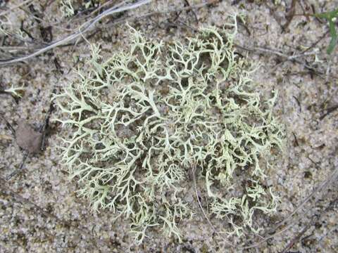 Imagem de Cladonia labradorica Ahti & Brodo