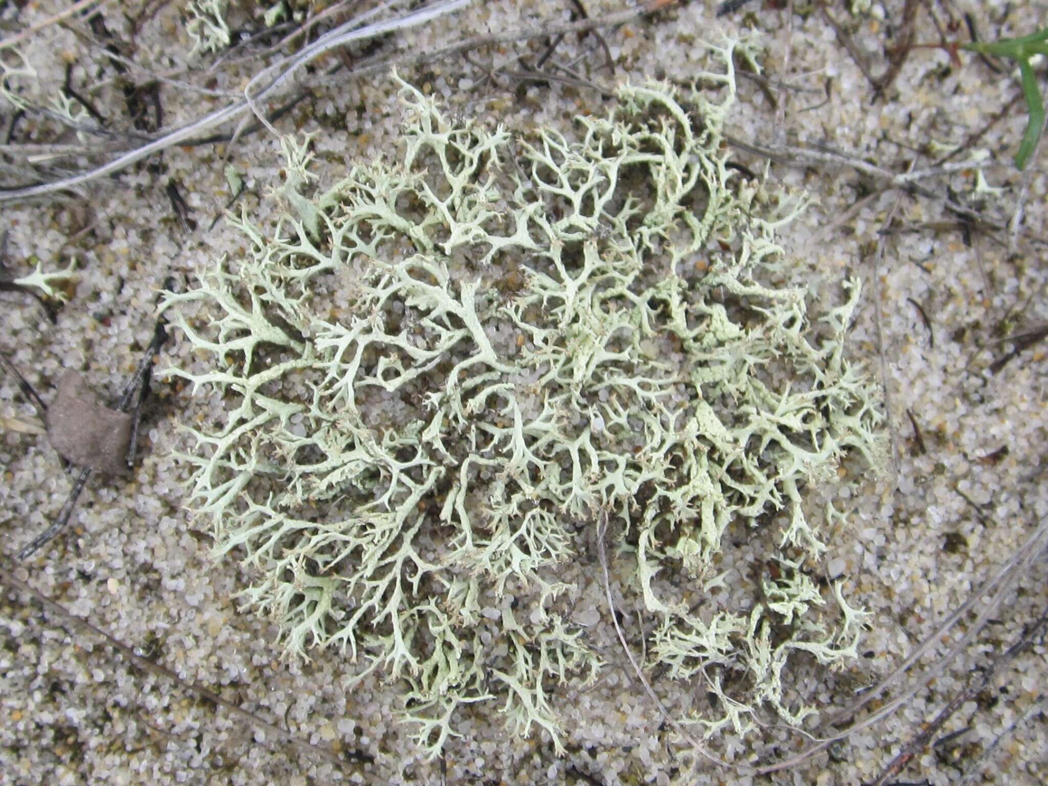 Imagem de Cladonia labradorica Ahti & Brodo