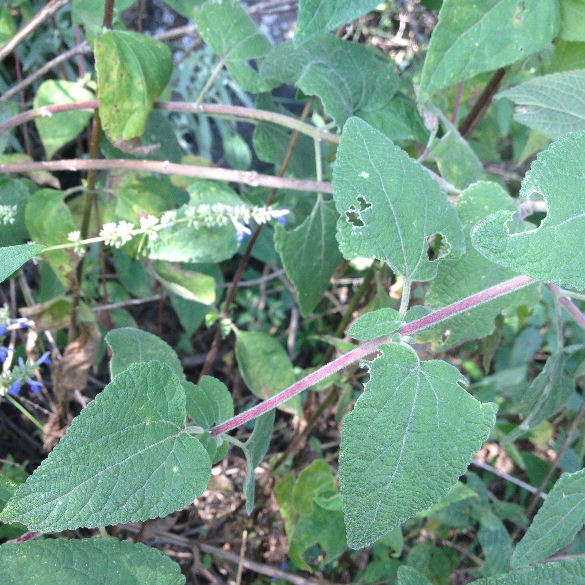 Brickellia secundiflora (Lag.) A. Gray的圖片