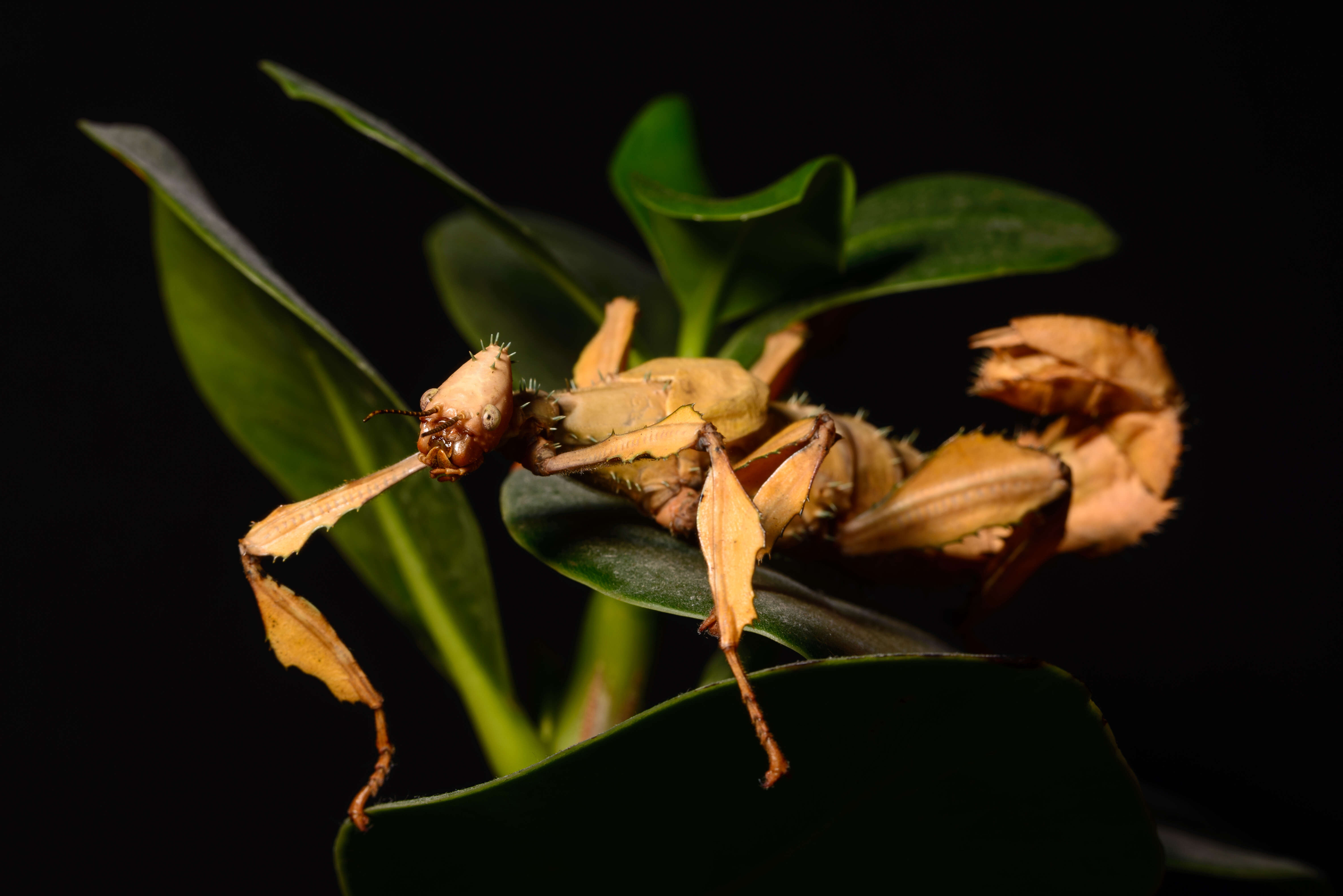 Image of giant stick insect