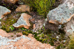 Sivun Cheilanthes canescens (Kunze) Mett. kuva