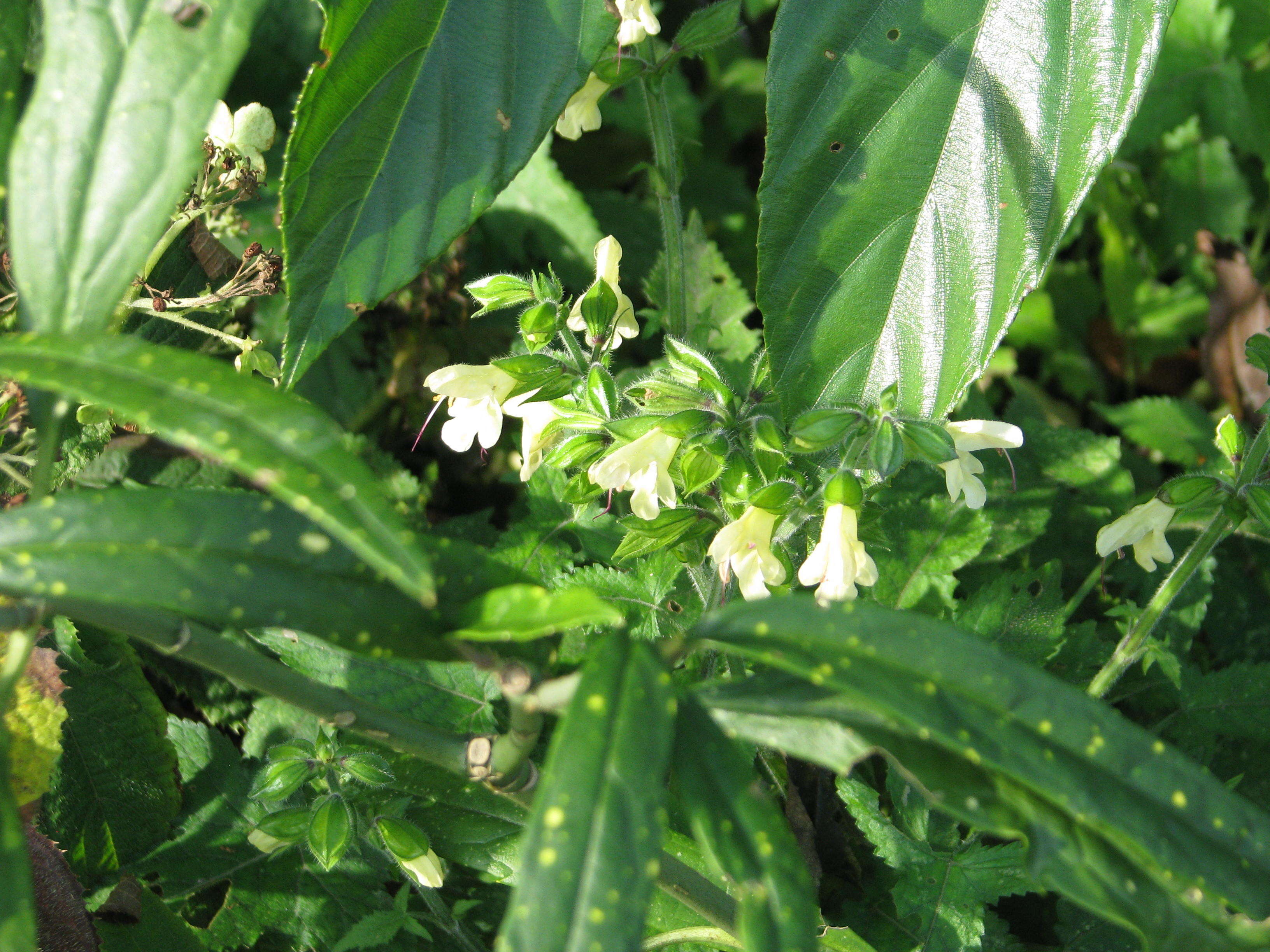 Image of Salvia nipponica Miq.