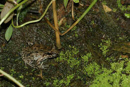 Sivun Leptodactylus wagneri (Peters 1862) kuva