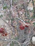 Diospyros intricata (A. Gray) Standl.的圖片