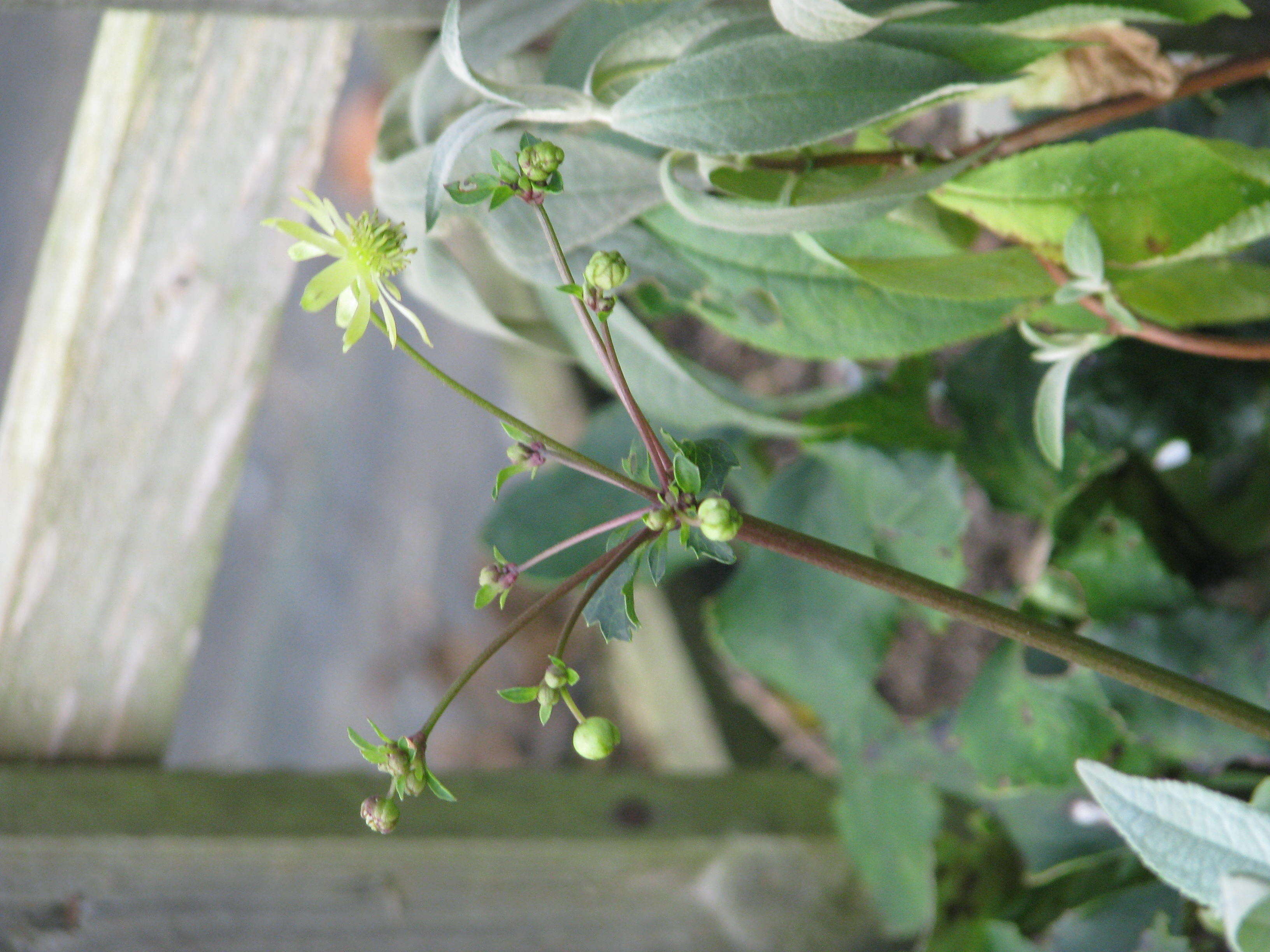 Image of Knowltonia vesicatoria (L. fil.) Sims