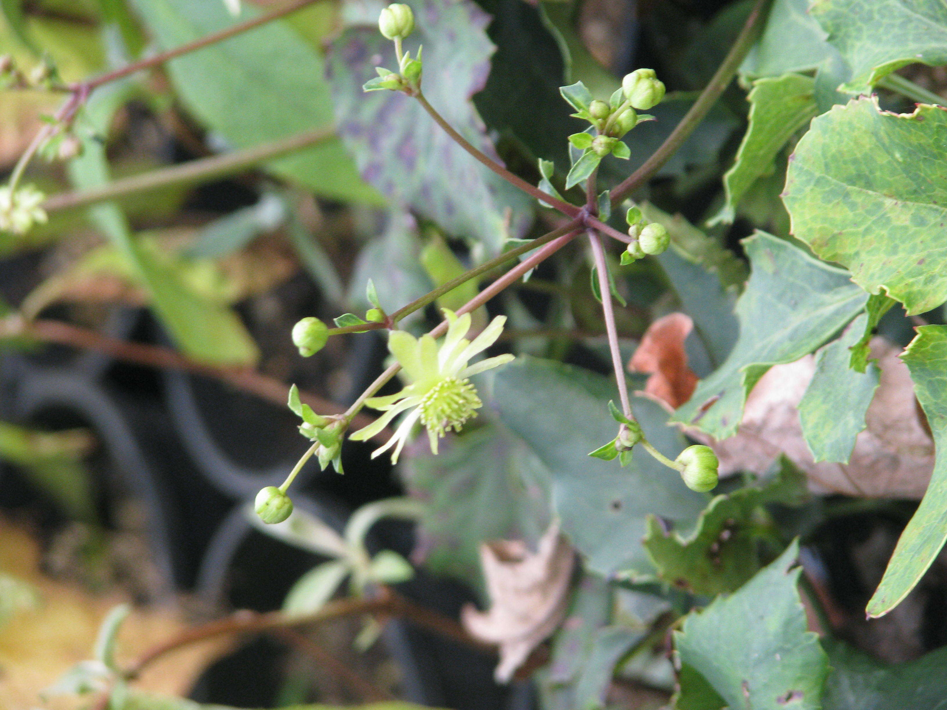 Image of Knowltonia vesicatoria (L. fil.) Sims