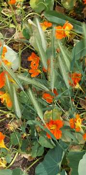 Image of wall barley