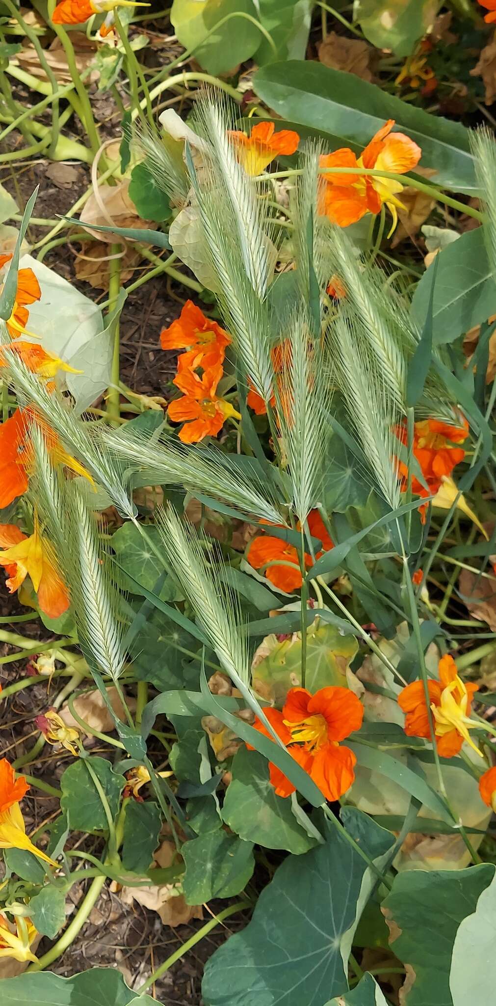 Hordeum murinum subsp. murinum的圖片