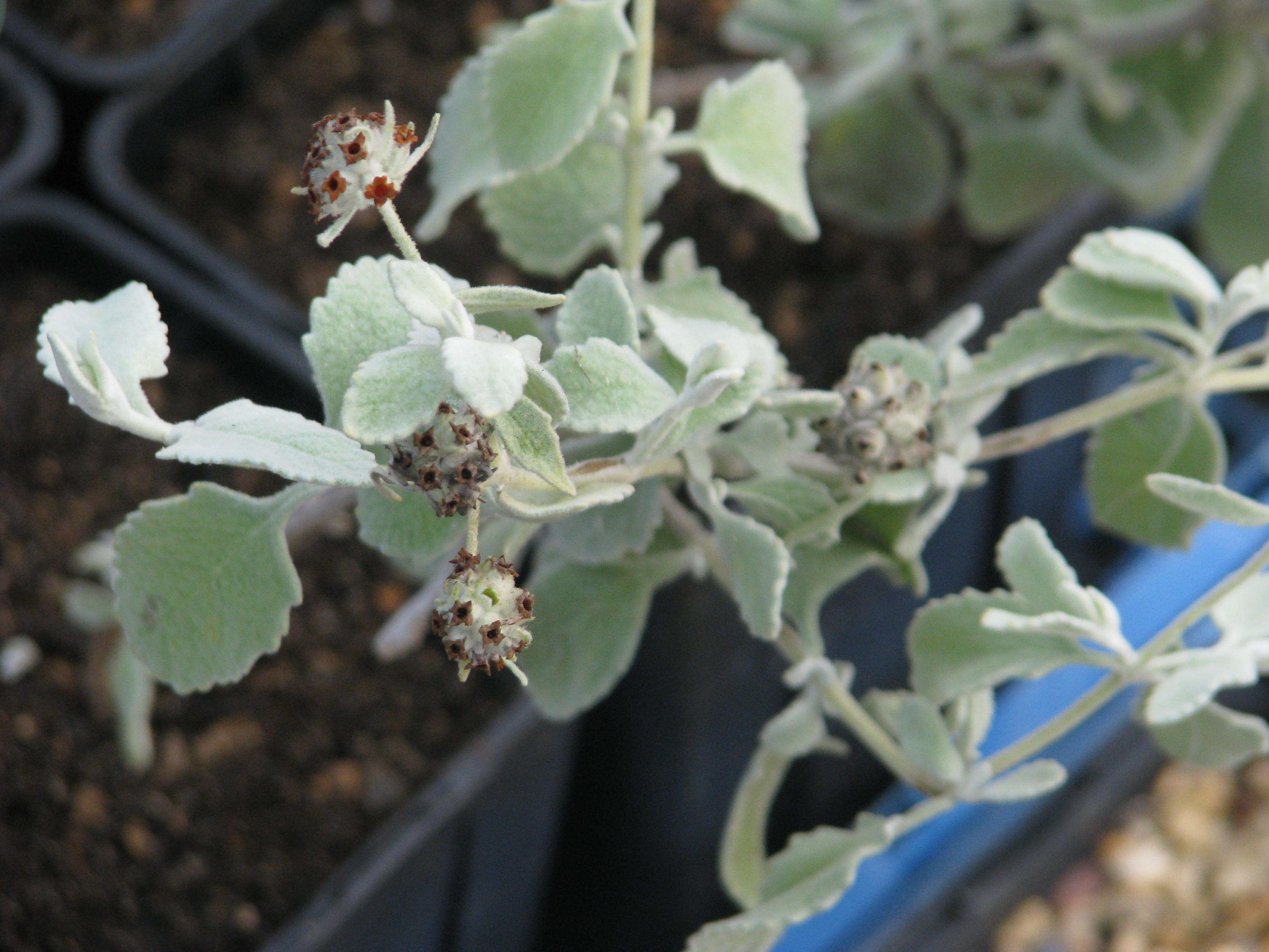 Image de Buddleja marrubiifolia Benth.