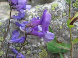 Image de Vicia sosnowskyi Ekvtim.