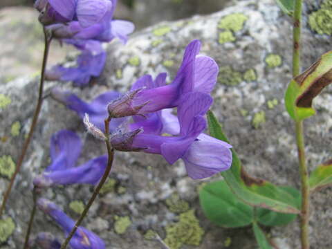 Image de Vicia sosnowskyi Ekvtim.