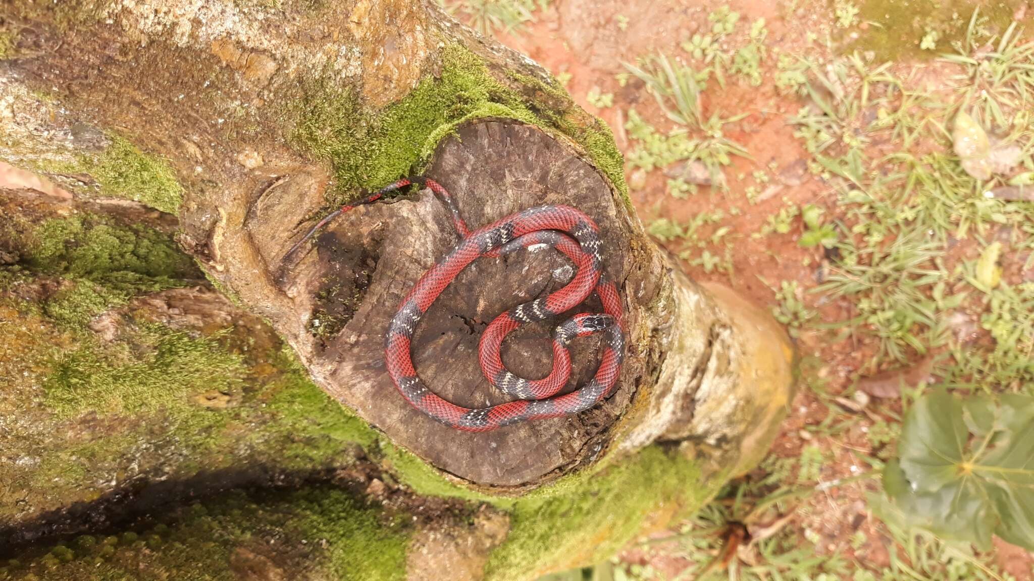 Image of Oxyrhopus melanogenys orientalis da Cunha & Nascimento 1983