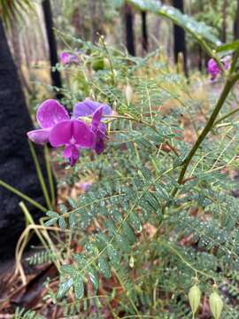 Image of Darling Pea