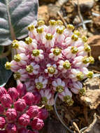 Sivun Asclepias solanoana Woods. kuva