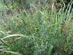 Plancia ëd Heimia salicifolia (Kunth) Link