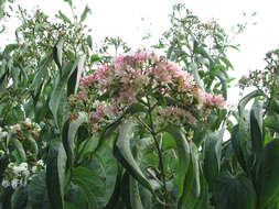 Image de Heptacodium