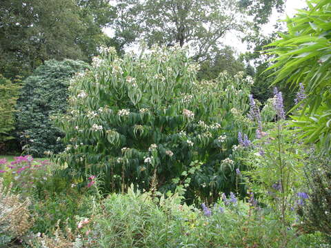 صورة Heptacodium